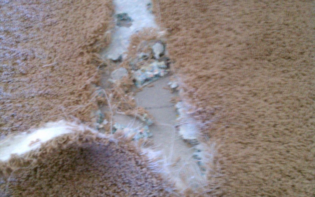 New Jersey Carpet Repair Pet Damage